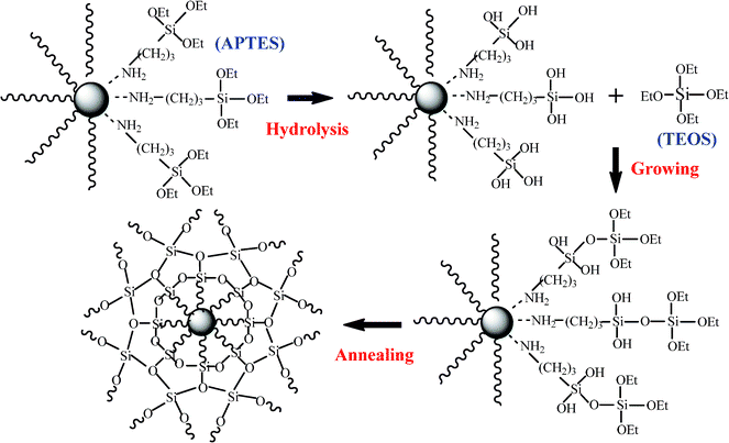 Scheme of the silica coating growth on the particle surface.