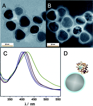 (A) EFTEM zero loss image and (B) EFTEM energy loss image of Ag413@SiO2 NPs. (C) UV-vis spectrum of the Ag400@SiO2 (blue), Ag408@SiO2 (violet), Ag413@SiO2 (red) and Ag421@SiO2 (green) NP batches. (D) Cartoon of a Ag@SiO2 NP with Cyt c attached. The optical properties of Ag@SiO2 NPs were optimised for enhancement of heme cofactors.