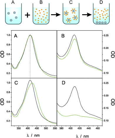 Black lines: Uv-vis spectra of (A) Ag413@SiO2 NPs in solution, (B) Cyt c, (C) Ag413@SiO2 NPs together with Cyt c and (D) after centrifugation of the NPs. The green lines correspond to identical measurements using Ag413@MUA NPs (data taken from ref. 7).