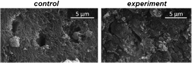 
          Scanning electron micrograph showing the eroded root surface of a control sample with open dentin tubules (left) and the root surface of an equivalent sample that was completely covered by the nanoparticles after application (right).