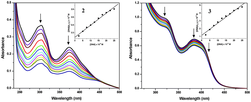 Electronic absorption spectra of complexes 2 and 3 (25 μM) in the absence and presence of increasing amounts of CT DNA (2.5, 5.0, 7.5, 10.0, 12.5, 15.0, 17.5 and 20.0, 22.5 and 25 μM). Arrows show the changes in absorbance with respect to an increase in the DNA concentration. Inset: plot of [DNA] vs. [DNA]/(εa − εf).