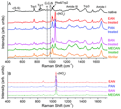 (A) Raman spectra of the HEWL in native and fibrillar conformations, and of the fibrillar sample treated with: EAN, PAN, BAN and MEOAN. (B) Raman spectra of EAN, PAN, BAN and MEOAN.