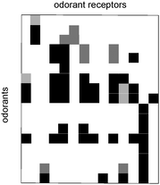 Pattern generated by selected odorant receptors. Adapted from ref. 31.