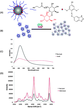 (A) Formation of glyconanoparticles via a mixed monolayer approach. (B) Formation of aggregate structures as a result of ConA interaction with the glyconanoparticles. (C) Extinction spectra and (D) SERS spectra before and after the addition of ConA. SERS spectra averaged from 5 replicates with a 1 s accumulation using 514.5 nm laser excitation.