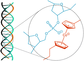 A speculated helical structure of the DNA/PCE complex and the electrostatic interaction between the cobaltocenium cation and the anionic phosphodiester group of the DNA backbone.