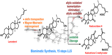 Graphical abstract: Biomimetic syntheses of kadcoccitane H and kadcotrione C methyl ester