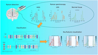 Graphical abstract: An interpretable multi-scale convolutional attention residual neural network for glioma grading with Raman spectroscopy