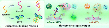 Graphical abstract: A CRISPR/Cas12a-based competitive aptasensor for ochratoxin A detection