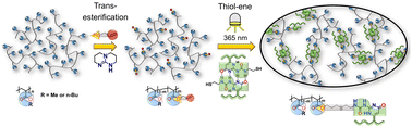 Graphical abstract: Physically crosslinked polyacrylates by quadruple hydrogen bonding side chains