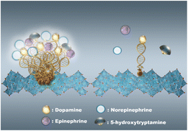 Graphical abstract: Aptamer single-molecule dispersion on single-atom anchoring sites for high-selectivity in vivo detection