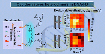 Graphical abstract: Towards tunable exciton delocalization in DNA Holliday junction-templated indodicarbocyanine 5 (Cy5) dye derivative heterodimers