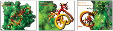 Graphical abstract: Constrained TACC3 peptidomimetics for a non-canonical protein–protein interface elucidate allosteric communication in Aurora-A kinase