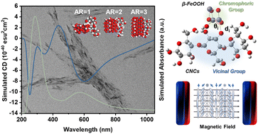Graphical abstract: Anisotropy-dependent chirality transfer from cellulose nanocrystals to β-FeOOH nanowhiskers