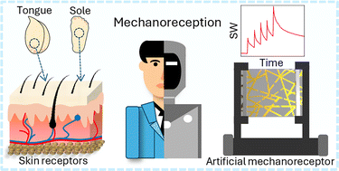 Graphical abstract: A strain-sensitive neuromorphic device emulating mechanoreception for different skin sensitivities