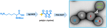 Graphical abstract: Poly(ε-l-lysine)-decorated particles with a tunable morphology by a combination of Ugi multicomponent polymerisation and RAFT-mediated PISA