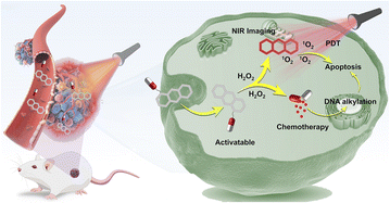 Graphical abstract: An activatable unimolecular phototheranostic agent for synergistic chemo-photodynamic therapy