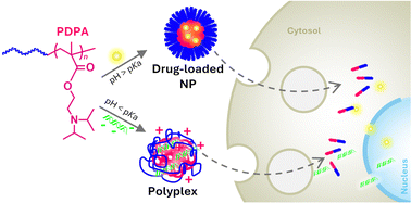 Graphical abstract: Polymeric nanocarriers for cancer treatment: the promise of sensitive poly(2-(diisopropylamino)ethyl methacrylate)