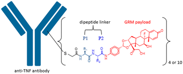 Graphical abstract: Impact of dipeptide on ADC physicochemical properties and efficacy identifies Ala–Ala as the optimal dipeptide