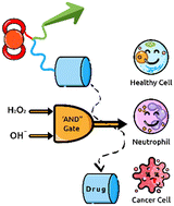 Graphical abstract: A concept of dual-responsive prodrugs based on oligomerization-controlled reactivity of ester groups: an improvement of cancer cells versus neutrophils selectivity of camptothecin