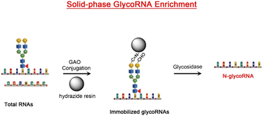 Graphical abstract: Galactose oxidase oxidation and glycosidase digestion for glycoRNA analysis