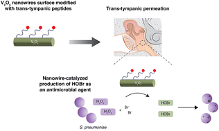 Graphical abstract: Transtympanic delivery of V2O5 nanowires with a tympanic-membrane penetrating peptide