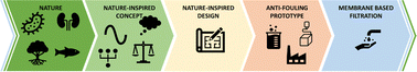 Graphical abstract: Bio-inspired anti-fouling strategies for membrane-based separations