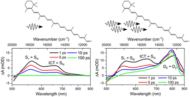 Graphical abstract: Carotenoid radical formation after multi-photon excitation of 8′-apo-β-carotenal