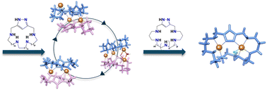 Graphical abstract: Exo- or endo-1H-pyrazole metal coordination modulated by the polyamine chain length in [1 + 1] condensation azamacrocycles. Binuclear complexes with remarkable SOD activity