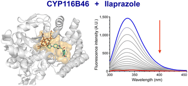 Graphical abstract: Biophysical interactions between self-sufficient cytochrome P450 from Tepidiphilus thermophilus and ilaprazole