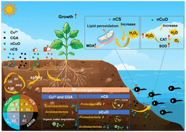 Graphical abstract: Risk assessment of metal/bio-based nanopesticides: plant growth, soil environment, and non-target organisms