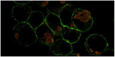 Graphical abstract: About the effects of true-to-life polyethylene terephthalate nanoparticles on macrophages