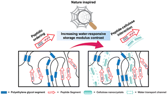 Graphical abstract: A bio-inspired approach to engineering water-responsive, mechanically-adaptive materials