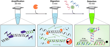 Graphical abstract: Nucleic acid detection with single-base specificity integrating isothermal amplification and light-up aptamer probes