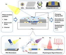 Graphical abstract: Photoelectrochemical transistors based on semiconducting polymers: an emerging technology for future bioelectronics