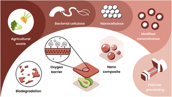 Graphical abstract: Sustainable food packaging using modified kombucha-derived bacterial cellulose nanofillers in biodegradable polymers