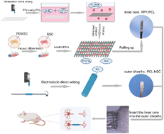 Graphical abstract: Nerve guide conduits promote nerve regeneration under a combination of electrical stimulation and RSCs combined with stem cell differentiation