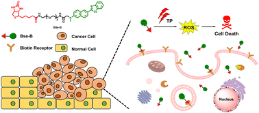 Graphical abstract: Development of a small molecule-based two-photon photosensitizer for targeting cancer cells