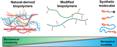 Graphical abstract: From natural to synthetic hydrogels: how much biochemical complexity is required for mechanotransduction?
