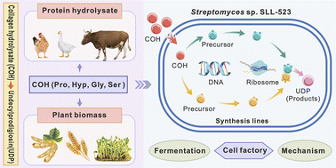 Graphical abstract: Enhanced undecylprodigiosin production using collagen hydrolysate: a cost-effective and high-efficiency synthesis strategy