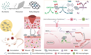 Graphical abstract: Single-atom nanozyme-based catalytic ROS clearance for efficiently alleviating eczema