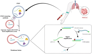 Graphical abstract: Liposome-encapsulated lambda exonuclease-based amplification system for enhanced detection of miRNA in platelet-derived microvesicles of non-small cell lung cancer