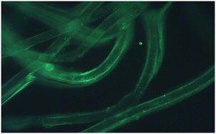 Graphical abstract: Stable staining of microplastics using conjugated polymer nanoparticles