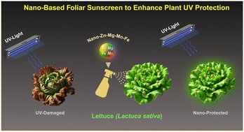 Graphical abstract: A multi-nutrient nanocomposite enhances UV stress tolerance and modulates nutrient accumulation in lettuce