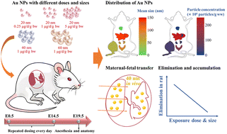 Graphical abstract: The accumulation and tissue distribution of gold nanoparticles in exposed pregnant rats