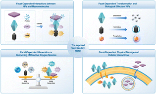 Graphical abstract: Mechanisms for facet-dependent biological effects and environmental risks of engineered nanoparticles: a review