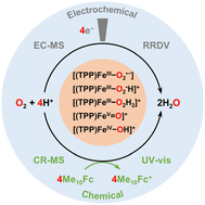 Graphical abstract: In situ uncovering the catalytic cycle of electrochemical and chemical oxygen reduction mediated by an iron porphyrin