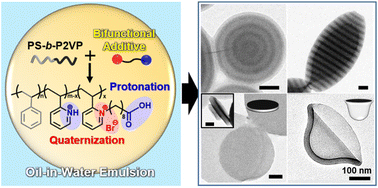Graphical abstract: Bifunctional additive-driven shape transitions of block copolymer particles through synergistic quaternization and protonation