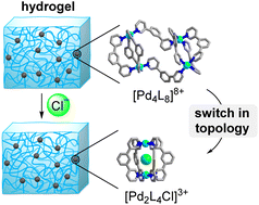 Graphical abstract: Palladium-based coordination cages as dynamic crosslinks in acrylamide hydrogels