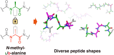 Graphical abstract: Bottom-up design of peptide shapes in water using oligomers of N-methyl-l/d-alanine