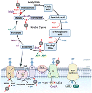 Graphical abstract: Bismuth drug eradicates multi-drug resistant Burkholderia cepacia complex via aerobic respiration